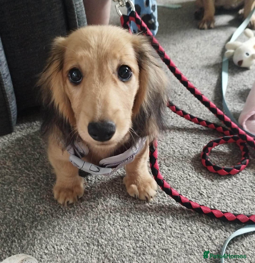 Miniature Dachshund dogs for stud: Long Haired minature Black and Tan male  in Pontefract - Image 5