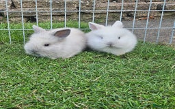 Lionhead rabbits for sale: Baby lionhead Rabbits-female ready to leave now  - Image 1