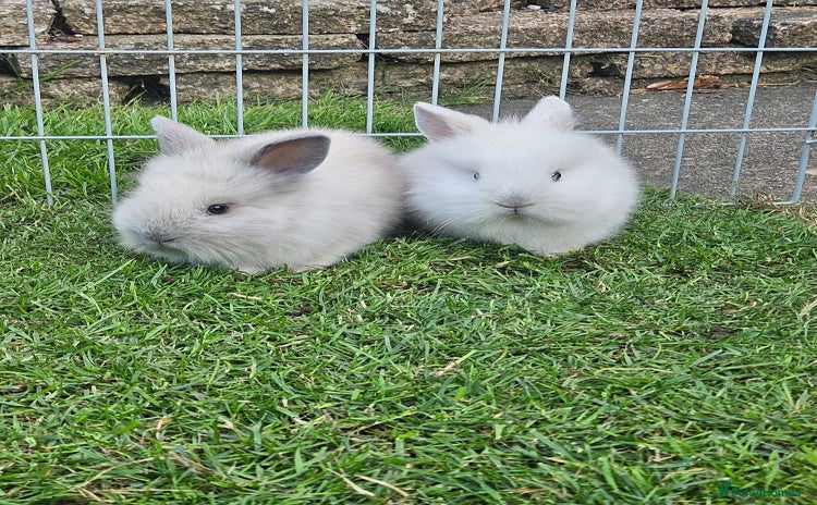 Lionhead rabbits - Advert 6