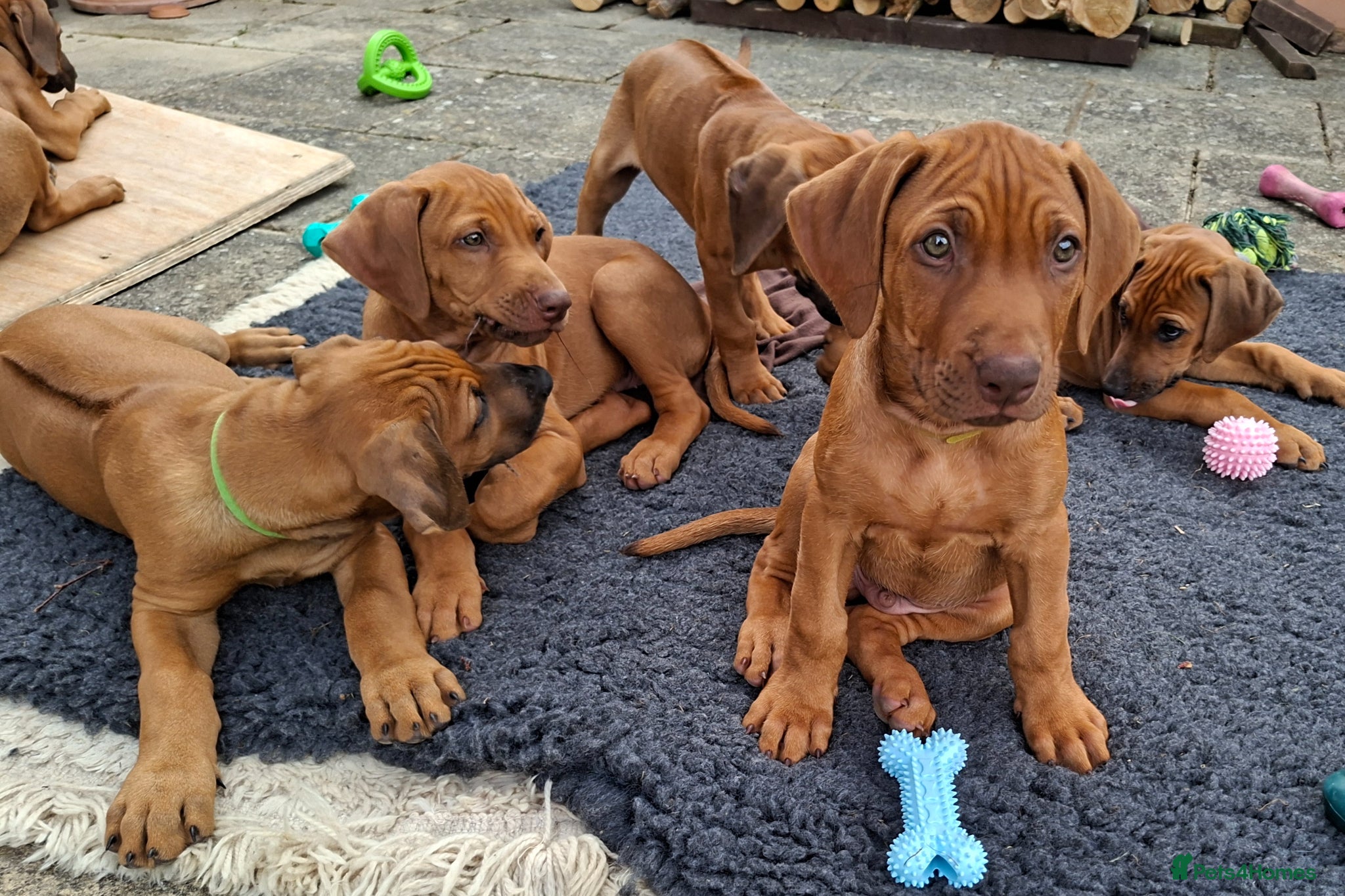 Rhodesian Ridgeback dogs KC reg,Excellent Ridges,Health checked/Elb/Hip/JME - Advert 1