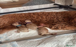 Mixed Breed dogs for sale: Australian Labradoodle  1 girl available - Image 10