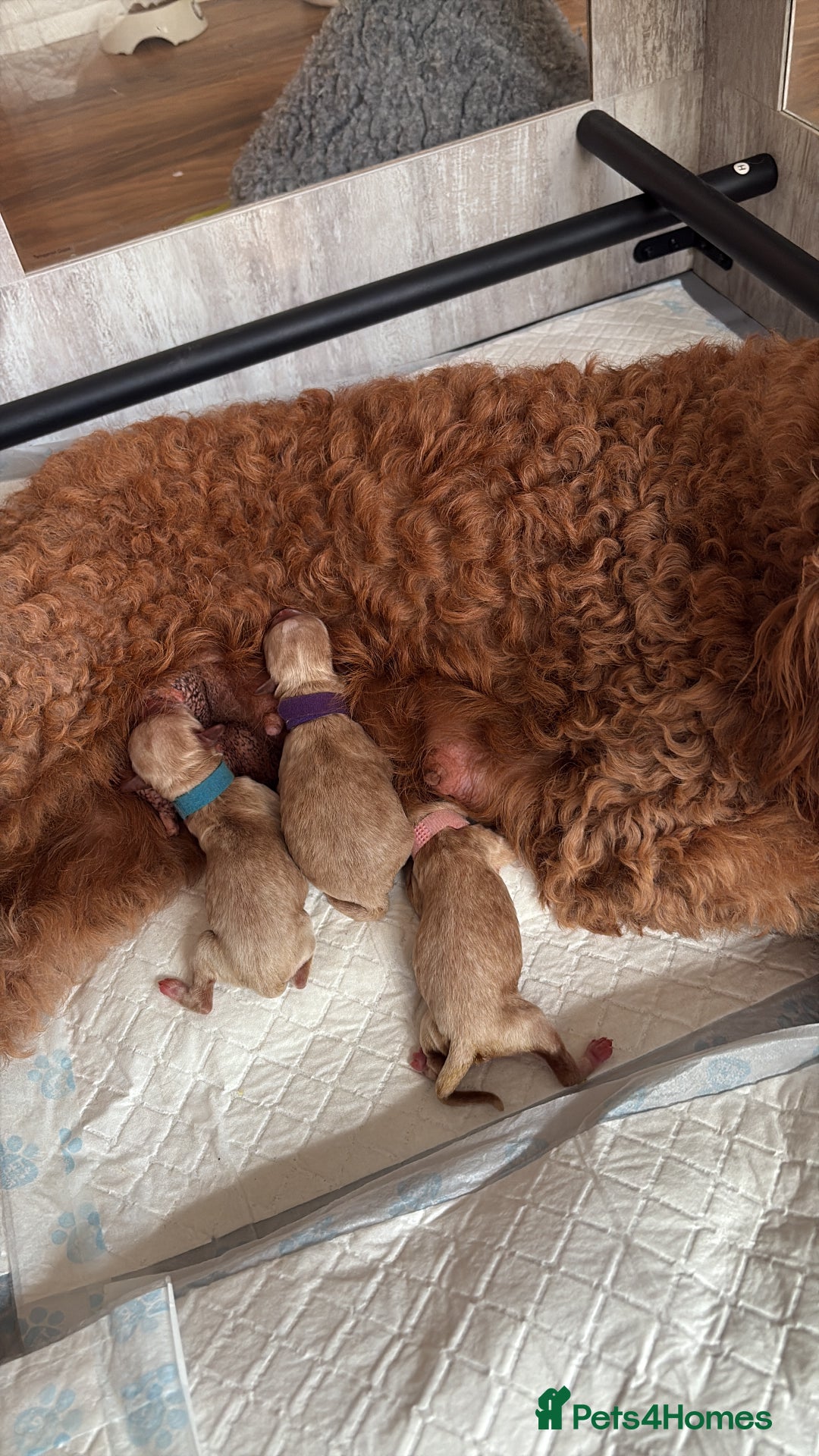 Mixed Breed dogs for sale: Australian Labradoodle  1 girl available - Image 10