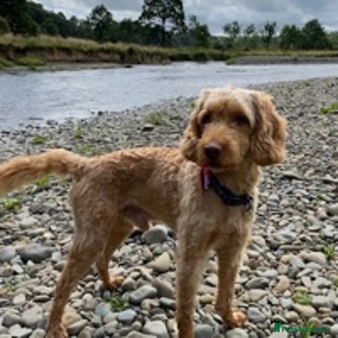 Cockapoo dogs for stud: BAXTER Makes Beautiful Babies 🐾 in Haddington - Advert 24