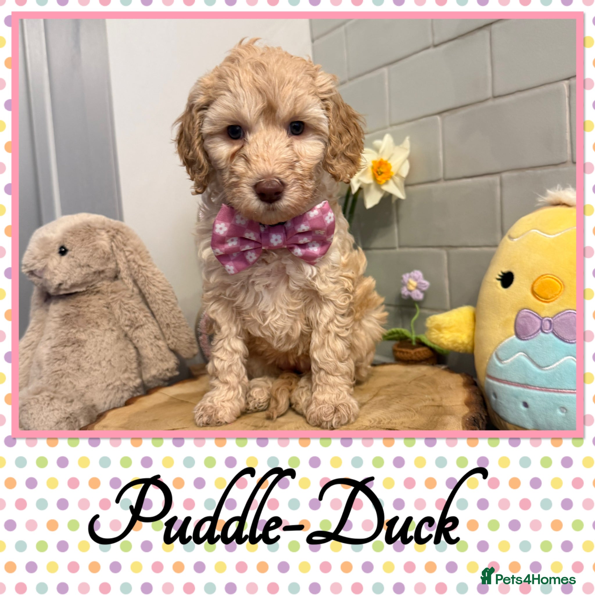 Labradoodle dogs 🌈POTENTIAL THERAPY/ASSISTANCE PUPS🌈 NOT F1 - Advert 2