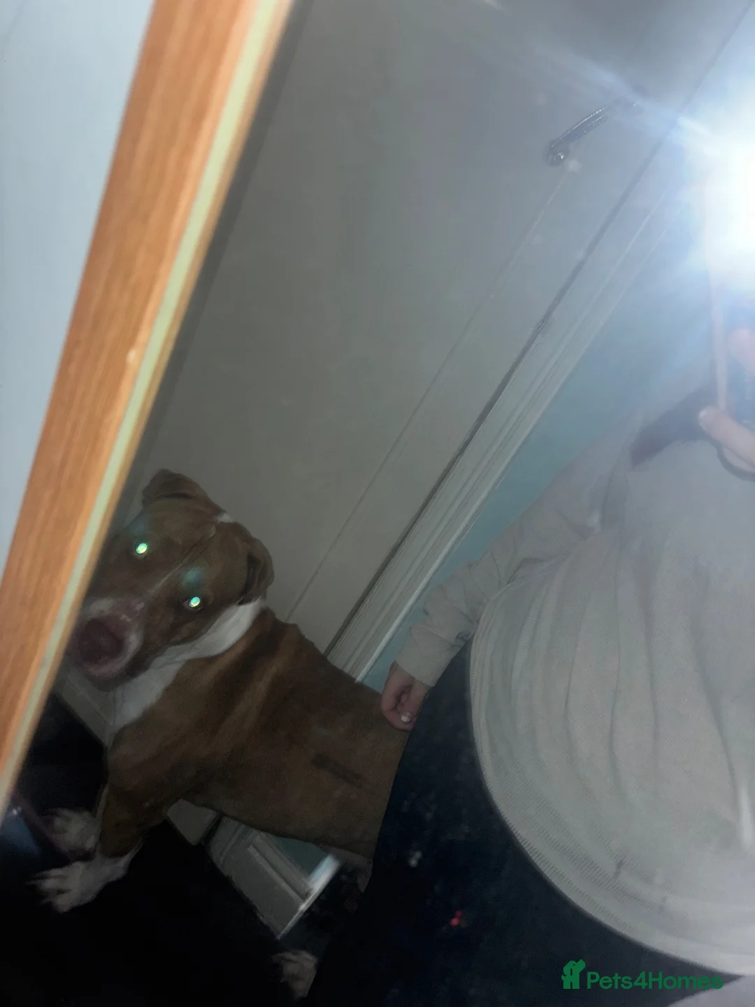 American Bull Staffy dogs for sale: American bull staffy - Advert 2