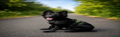 German Shepherd 1