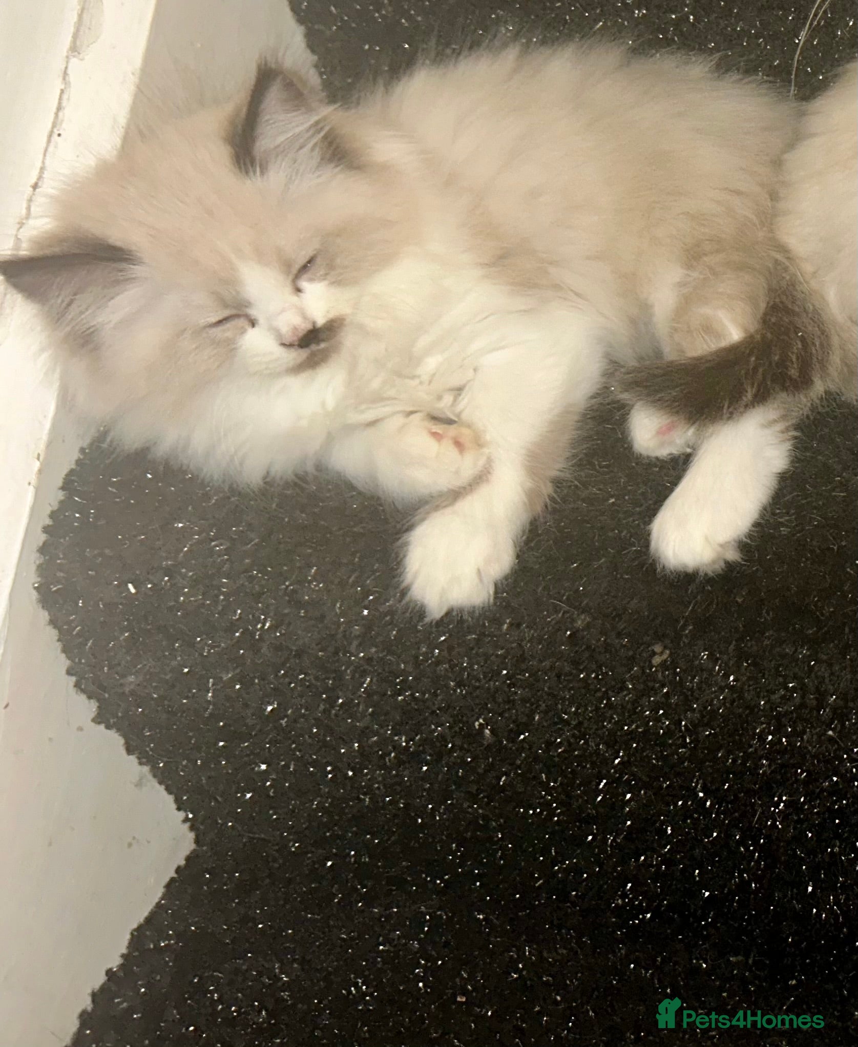 Ragdoll cats for sale: RAGDOLL Cross Kitten  - Advert 7