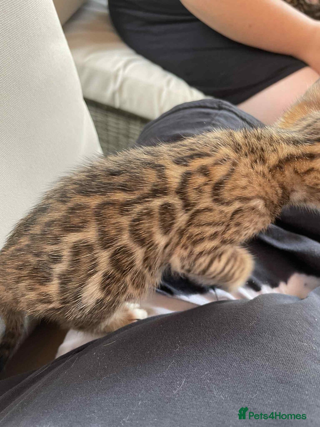 Bengal cats for sale: Bengal boy ready for reservation  - Image 6