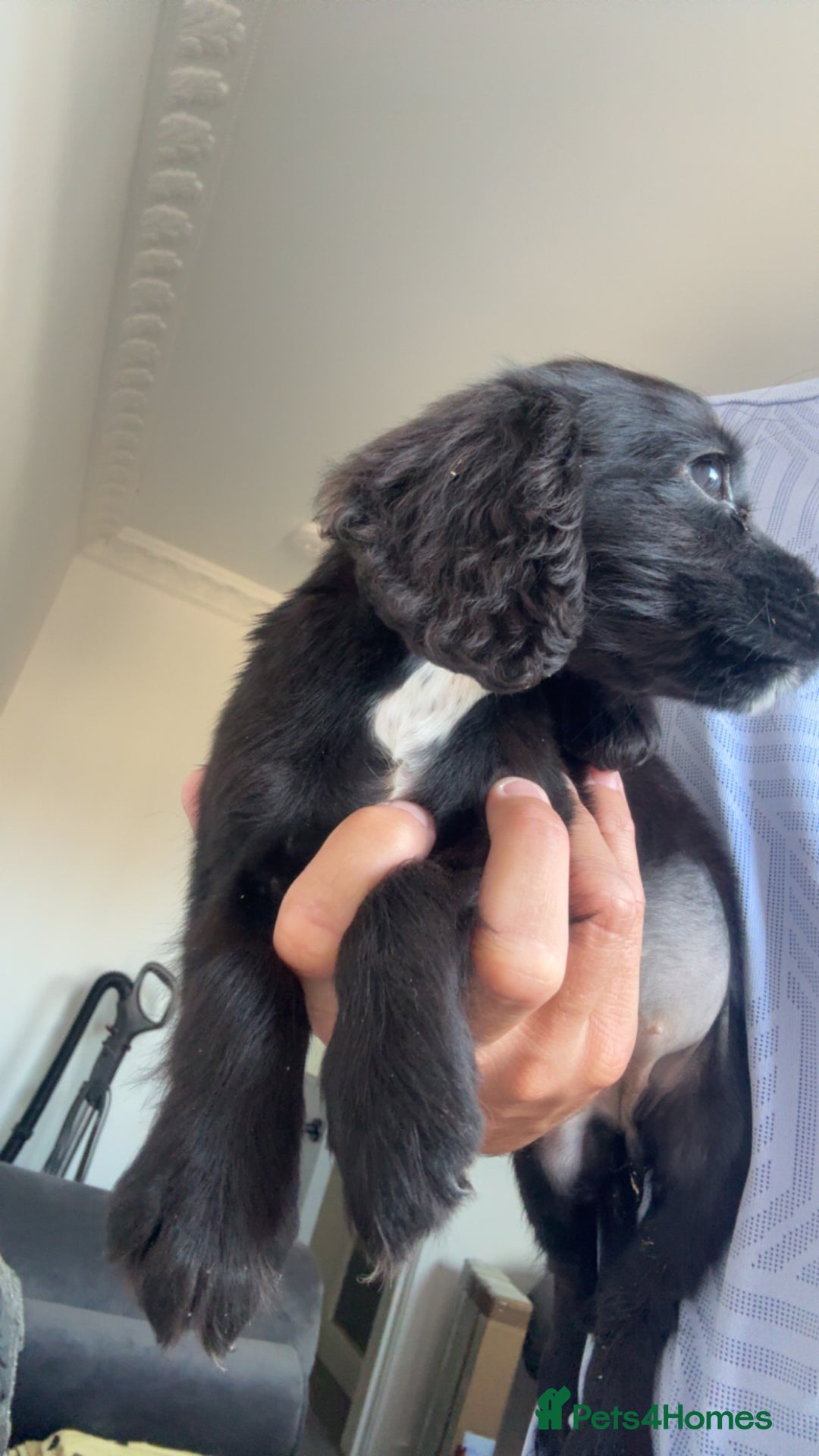 Cocker Spaniel dogs for sale: Cocker spaniel puppies  - Image 6