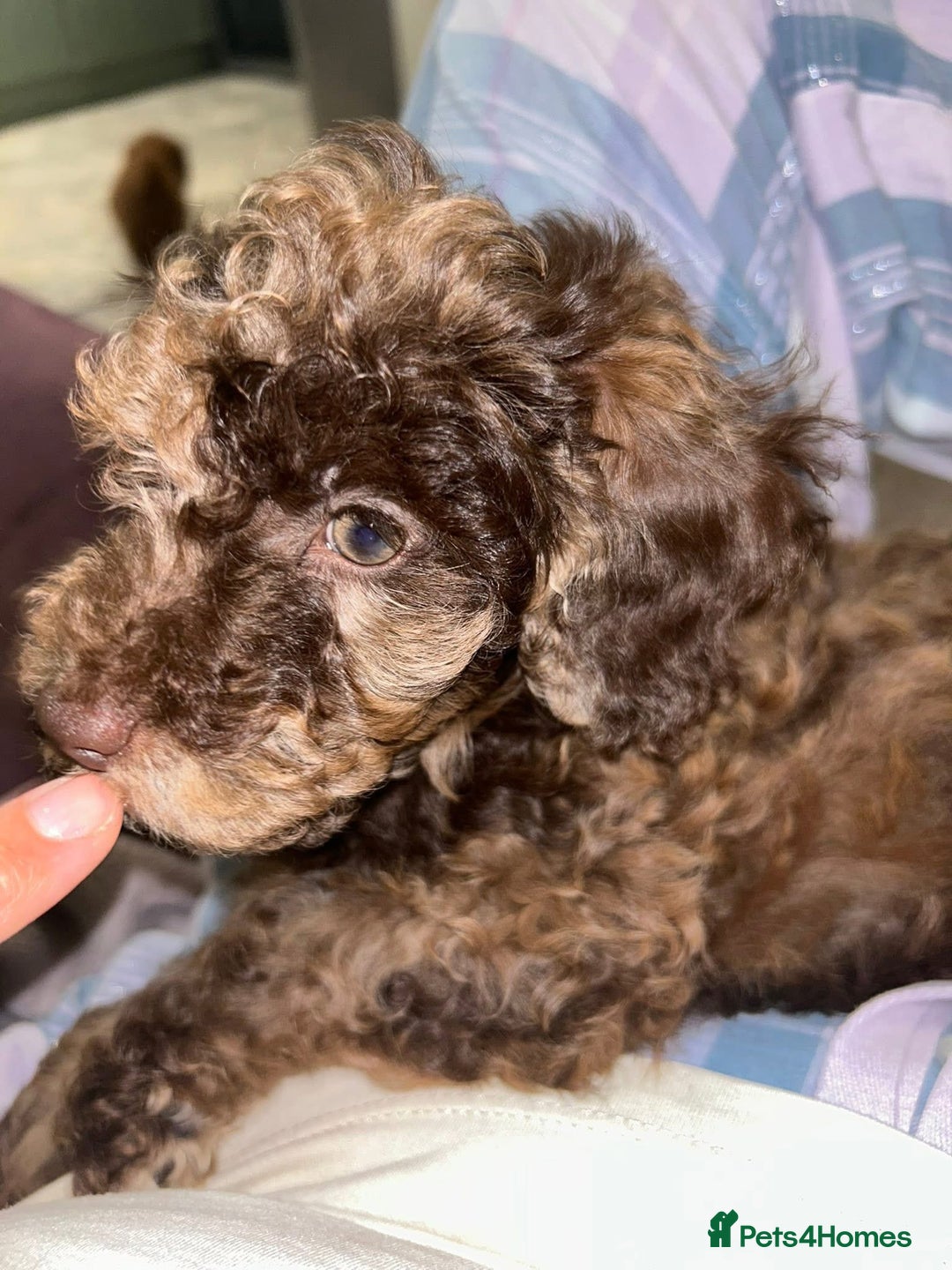 Toy Poodle dogs for sale: Chocolate Merle Kc parents toy poodle female  - Advert 5