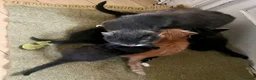 Mixed Breed cats for sale: Big Litter Big Love ❤️  - Advert 19