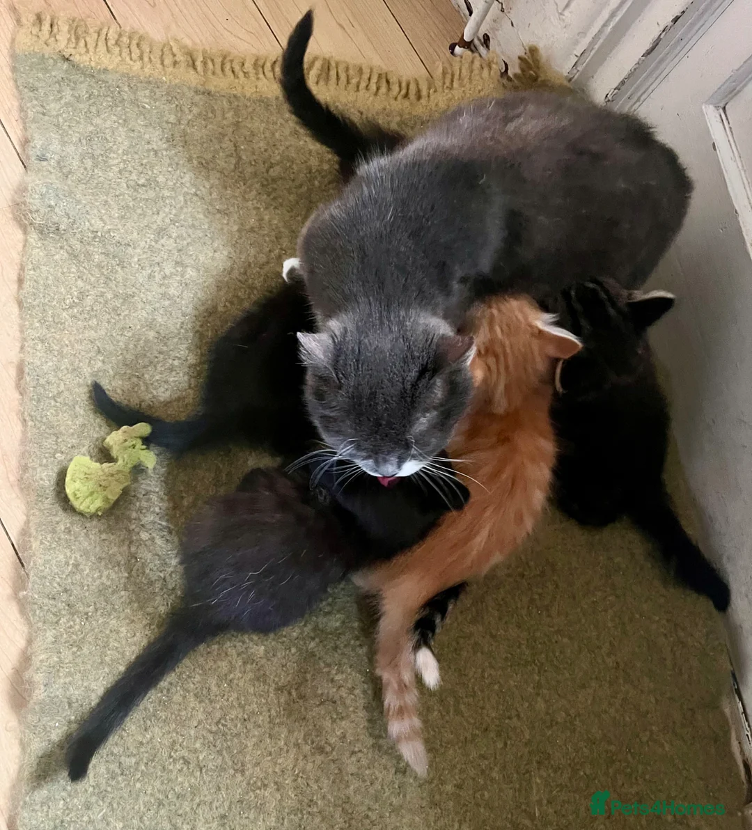 Mixed Breed cats for sale: Big Litter Big Love ❤️  - Advert 19
