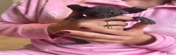 Sphynx cats for sale: Beautiful Canadian Sphynx  - Advert 12