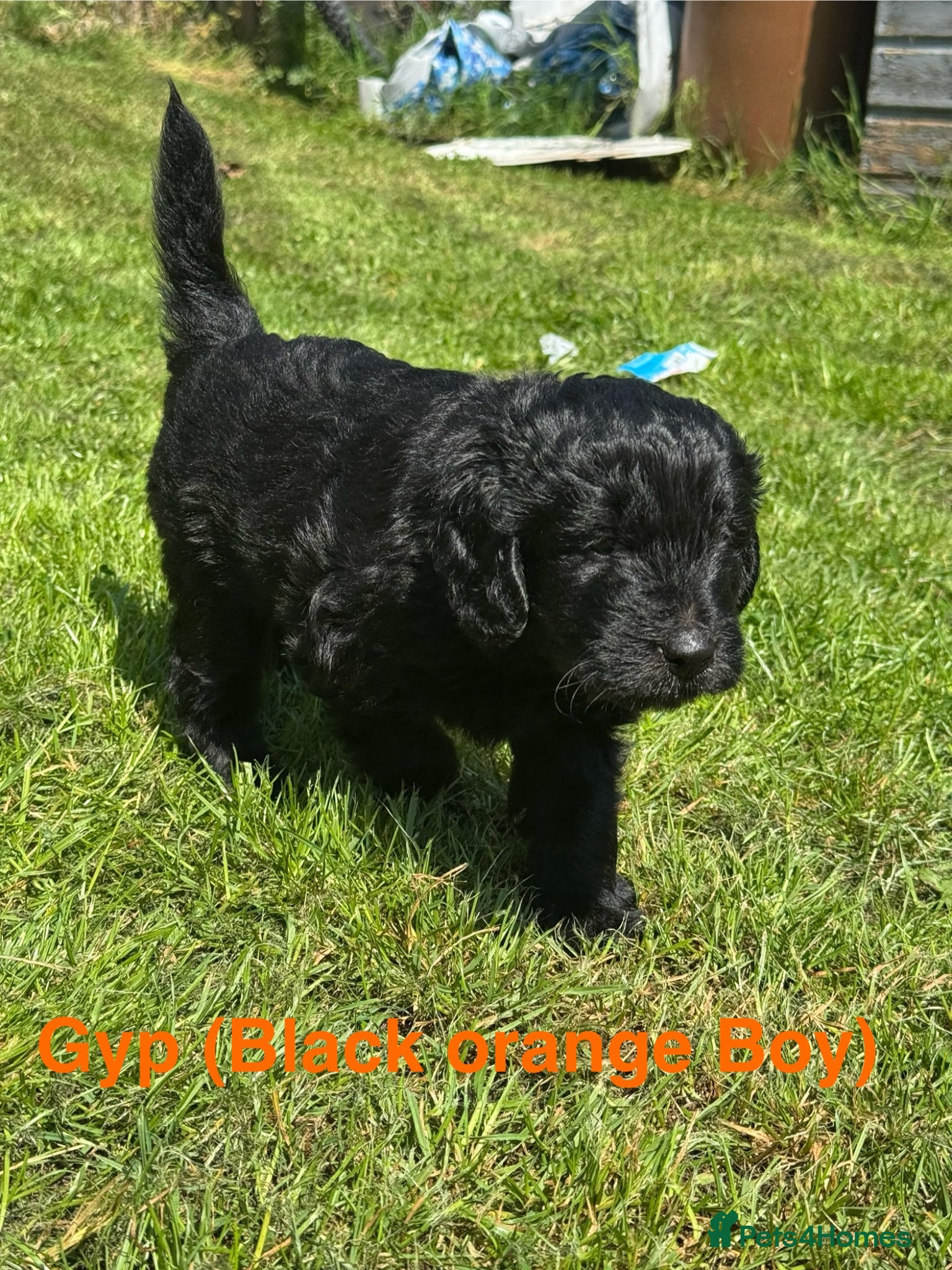 Mini Goldendoodle dogs F1 Mini Goldendoodles (carry the phantom gene)  - Advert 1