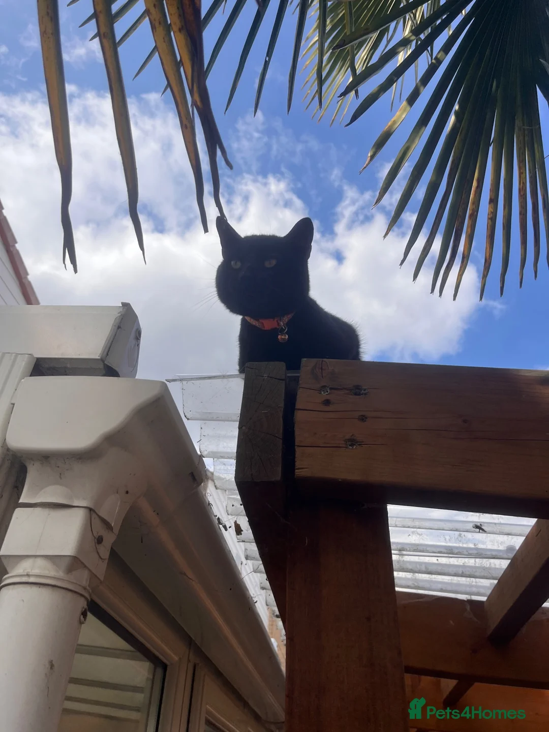Mixed Breed cats for sale: Denzle (3 year old boy who needs forever home) - Advert 1