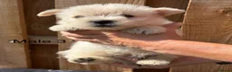 Cairn Terrier dogs for sale: beautiful health tested cairn terriers - Advert 9