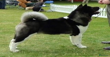 Akita dogs - Advert 7