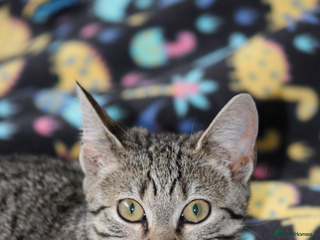 Mixed Breed cats 2 cats looking for a loving home - Advert 10