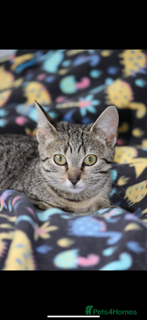 Mixed Breed cats 2 cats looking for a loving home - Advert 1