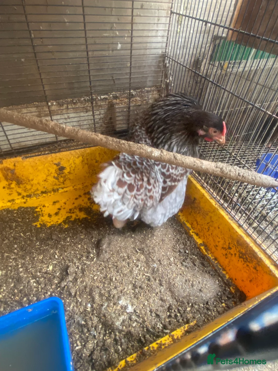 Mixed Breed poultry for sale: Chicken and quails available, see details please  - Advert 2
