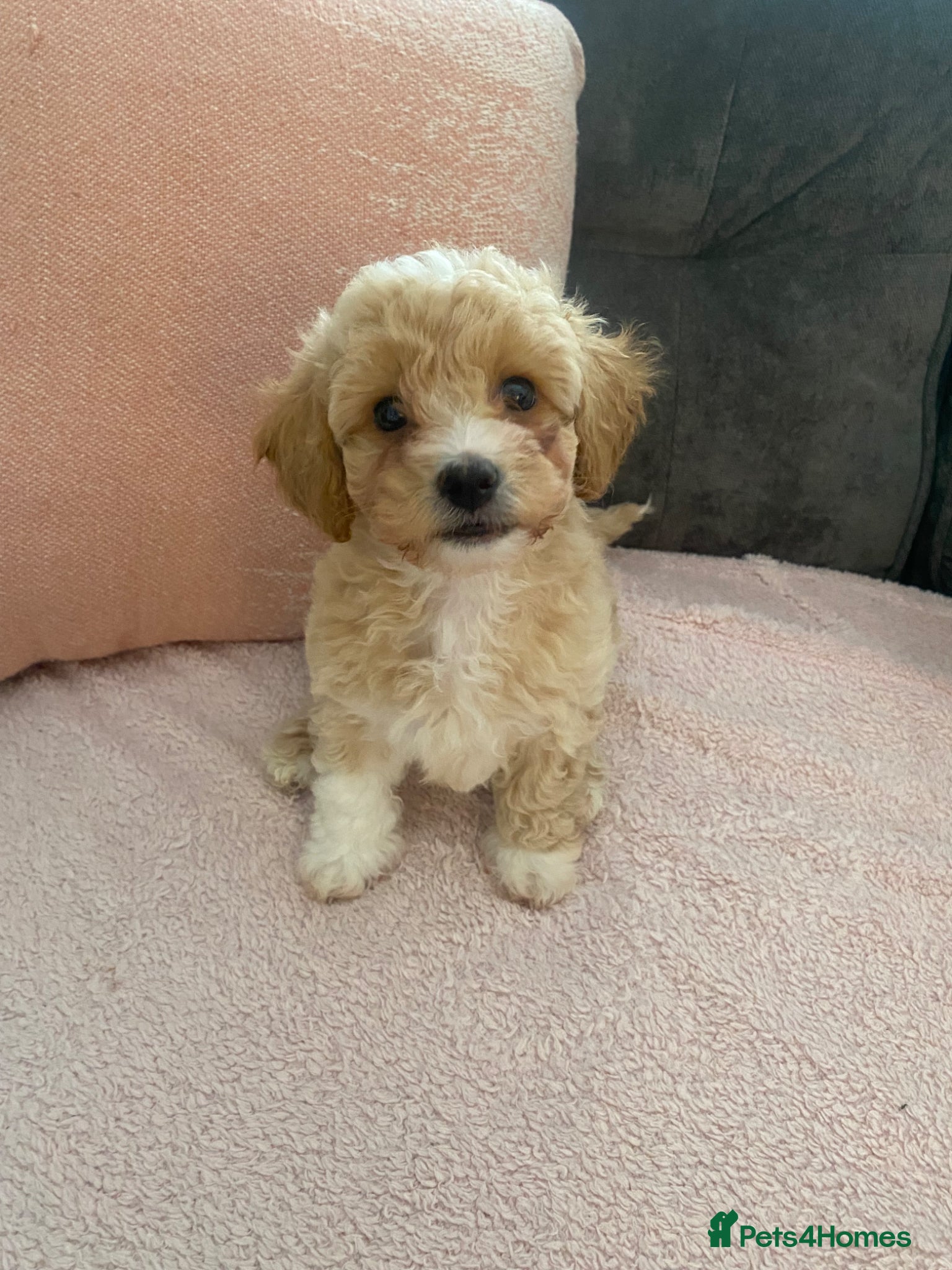 Poochon dogs 🐶 1 boy left 🐶 ready to leave  - Advert 1