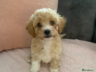 Poochon dogs 🐶 1 boy left 🐶 ready to leave - Advert 2