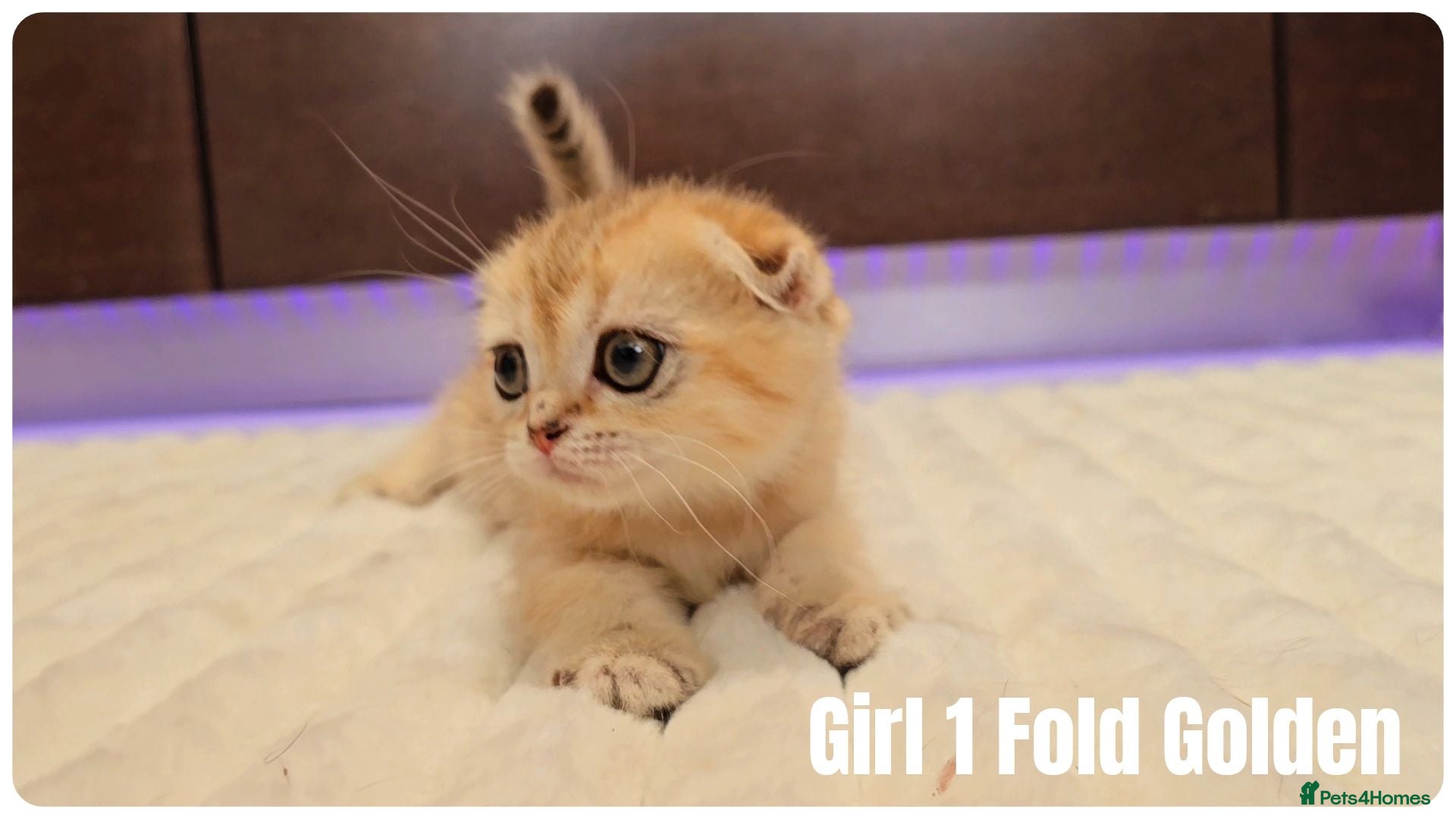 Scottish Fold cats 🐱 Scottish Fold & Scottish Straight Kittens - Advert 1