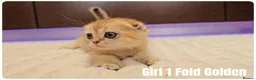 Scottish Fold cats for sale: 🐱 Scottish Fold & Scottish Straight Kittens - Advert 2