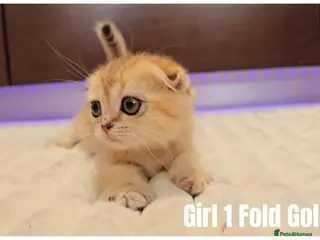 Scottish Fold cats 🐱 Scottish Fold & Scottish Straight Kittens - Advert 1