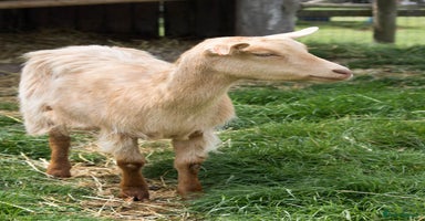 Goats livestock - Advert 16