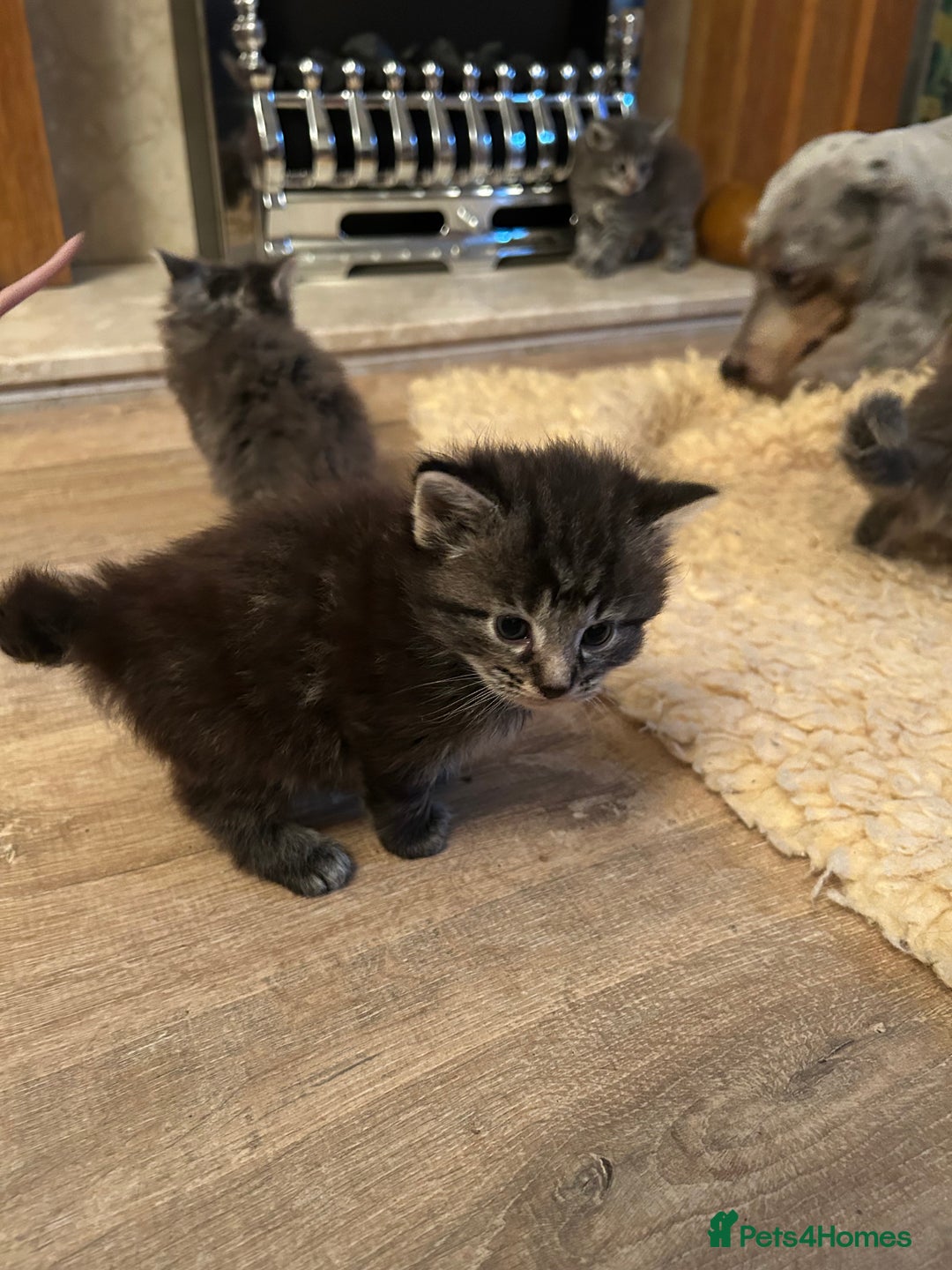 Mixed Breed cats for sale: Adorable kittens - Advert 7