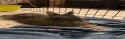 Netherland Dwarf rabbits for sale: 3 male Netherland dwarf rabbits  - Advert 4