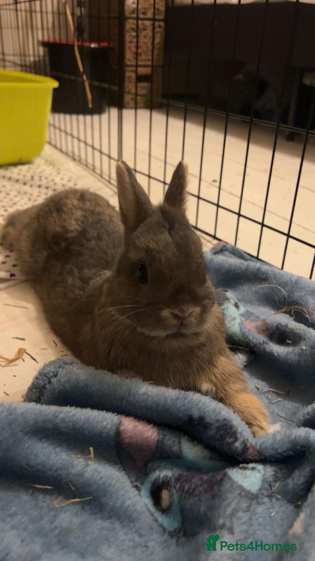 Netherland Dwarf rabbits for sale: 3 male Netherland dwarf rabbits  - Advert 4