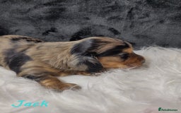 Miniature Dachshund dogs for sale: KC Health tested Licensed breeder 12 years exp - Image 9