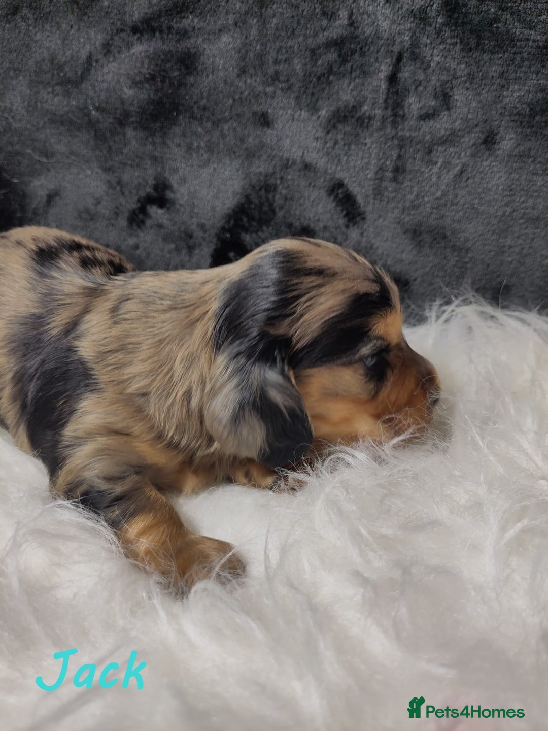 Miniature Dachshund dogs for sale: KC Health tested Licensed breeder 12 years exp - Image 9