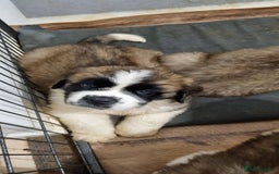 Saint Bernard dogs for sale: Full-Sized Saint Bernards - Image 2