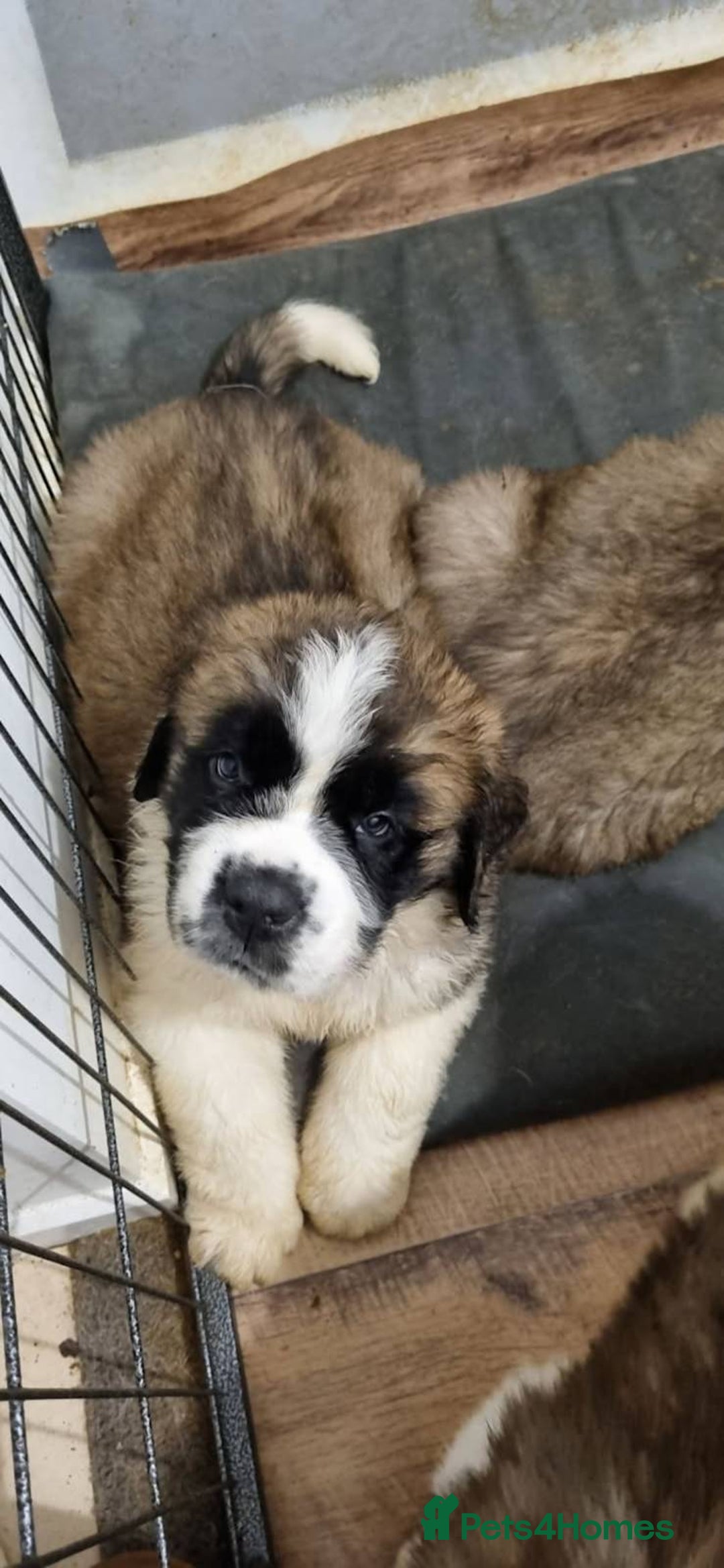 Saint Bernard dogs for sale: Full-Sized Saint Bernards - Image 2