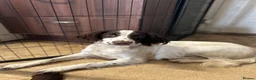 English Springer Spaniel dogs for sale: Super springer spaniel girl  - Advert 4
