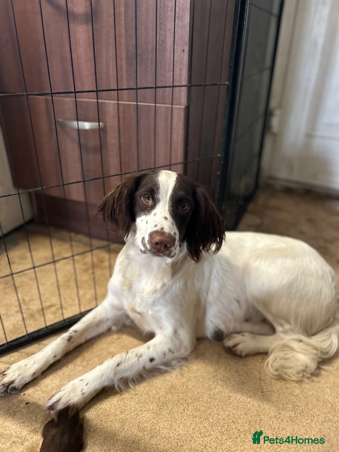English Springer Spaniel dogs for sale: Super springer spaniel girl  - Advert 4