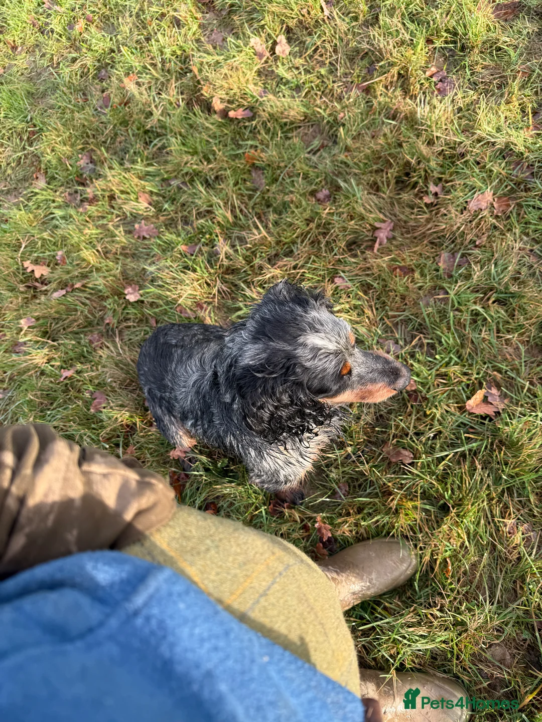 Cocker Spaniel dogs for stud: Beautiful cocker spaniel up for stud - Advert 4