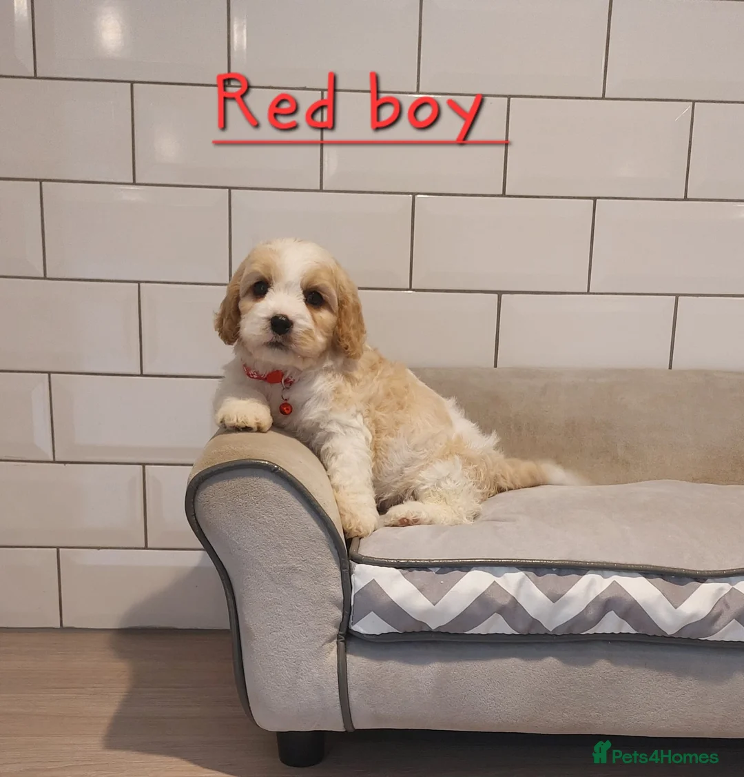 Cavachon dogs for sale: F1 Cavachon puppies - Advert 5