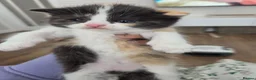 Mixed Breed cats for sale: 🐱 Bshxpersian cute kittens 🥰 - Advert 3