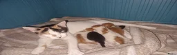 Mixed Breed cats for sale: 4 adorable kittens for sale! in Westcliff-on-Sea - Advert 1