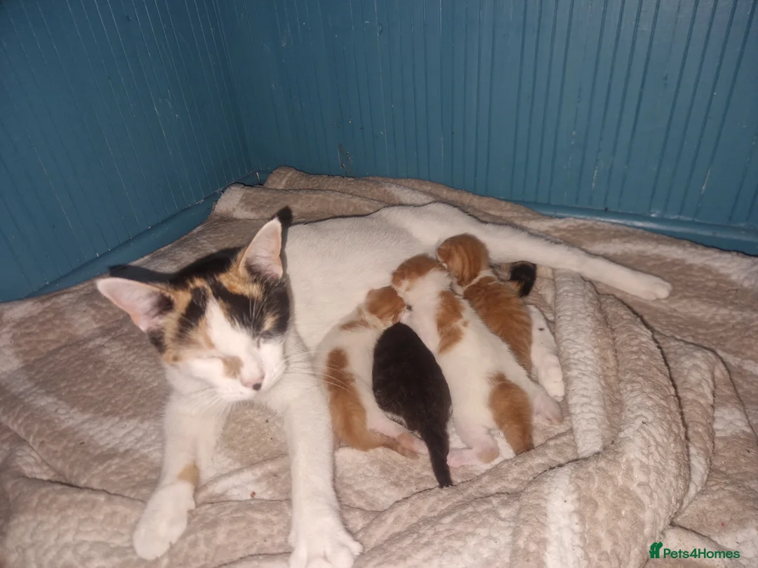 Mixed Breed cats for sale: 4 adorable kittens for sale! in Westcliff-on-Sea - Advert 1