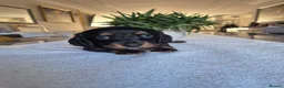 Miniature Dachshund dogs for sale: Beautiful Miniature Dachshund Puppies!💙💙♥️♥️♥️ - Advert 10