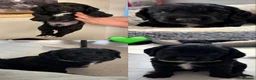 Cocker Spaniel dogs for sale: 11 week old working cocker pup - Advert 19