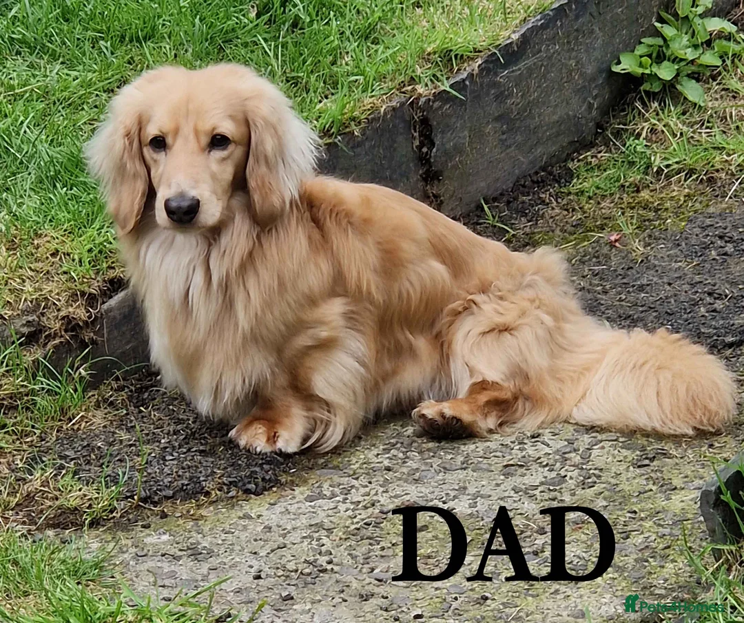 Dachshund dogs for sale: LITTLE DŔEAMERS. - Advert 4