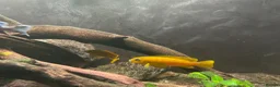Cichlids fish for sale: Chindongo saulosi - Advert 3