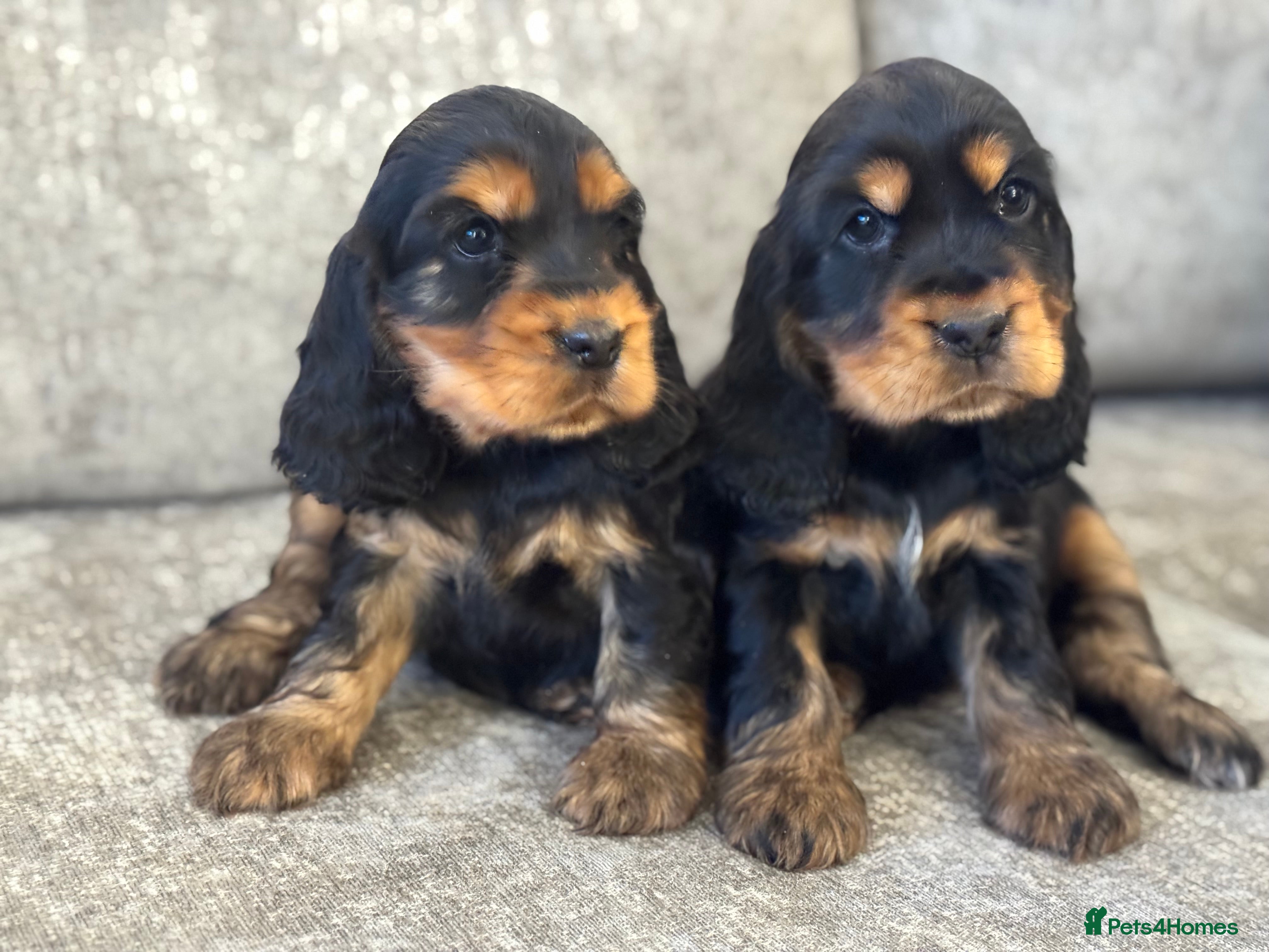 Cocker Spaniel dogs 100% TRUE SHOW TYPE HEALTH TESTED COCKER SPANIELS  - Advert 14