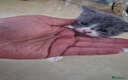 British Shorthair cats for sale: For sale - Image 14